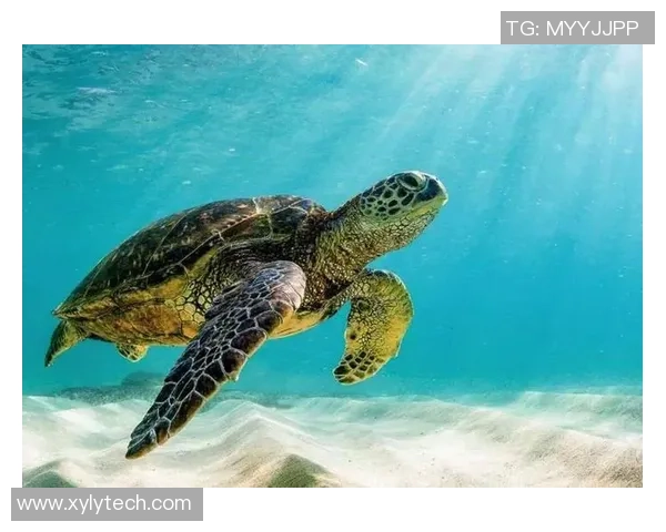 足球龟安：探索足球与海龟保护的奇妙结合与未来发展